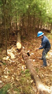 A volunteer clears a fallen tree as part of a recent National Trails Day outing on the BCT.